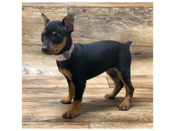 Miniature Pinscher DOG Female Black / Rust 14117 Petland Chillicothe, Ohio