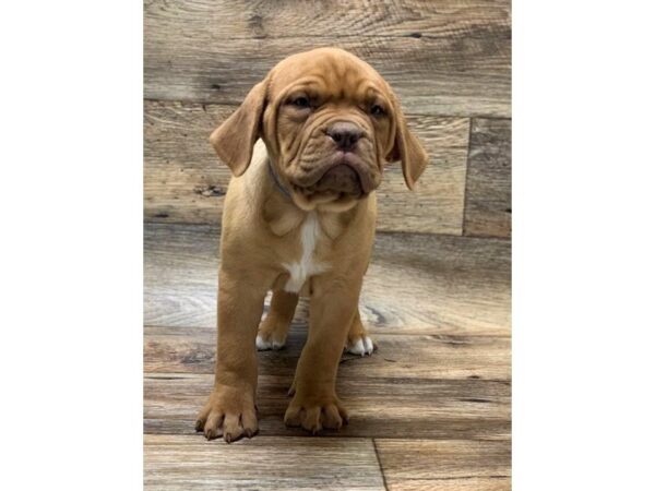 Dogue de Bordeaux DOG Female Red 14121 Petland Chillicothe, Ohio