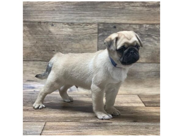 Pug DOG Male Fawn 14120 Petland Chillicothe, Ohio