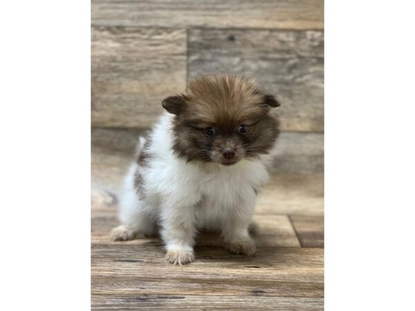 Pomeranian DOG Female Chocolate Sable 14119 Petland Chillicothe, Ohio