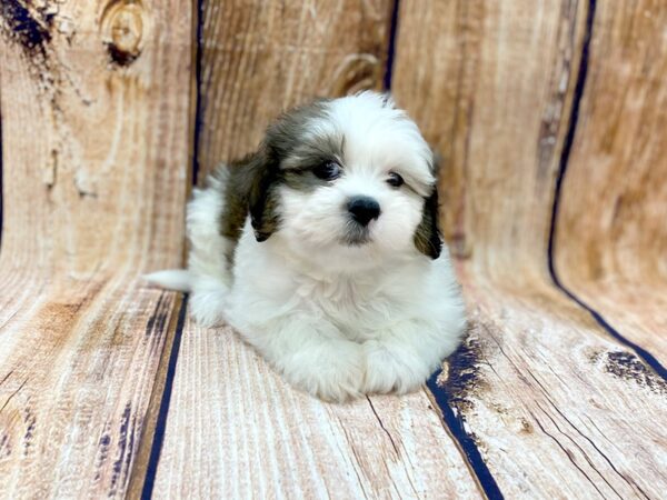 Teddy Bear DOG Male brown white 14111 Petland Chillicothe, Ohio