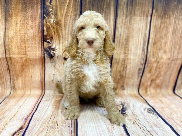 Standard Goldendoodle DOG Male Red & White 14102 Petland Chillicothe, Ohio