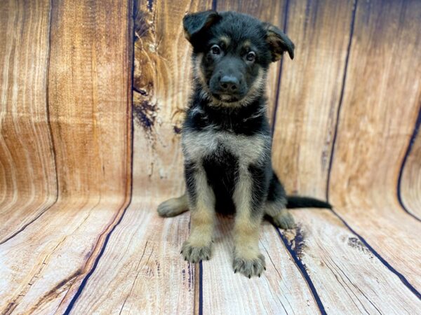 German Shepherd-DOG-Male-Black & Tan-14099-Petland Chillicothe, Ohio