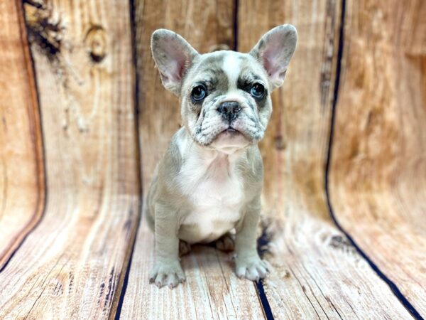 French Bulldog DOG Female Lilac Merel 14122 Petland Chillicothe, Ohio