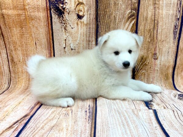 Huskimo DOG Male Silver & White 14104 Petland Chillicothe, Ohio