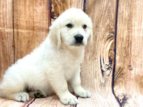 Golden Retriever DOG Male English Cream 14101 Petland Chillicothe, Ohio