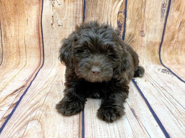 Mini Newfiepoo-DOG-Female-Chocolate-14100-Petland Chillicothe, Ohio