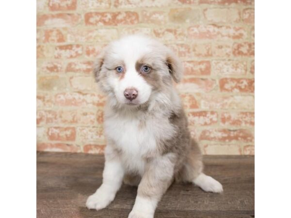 Australian Shepherd DOG Female Red Merle 14131 Petland Chillicothe, Ohio