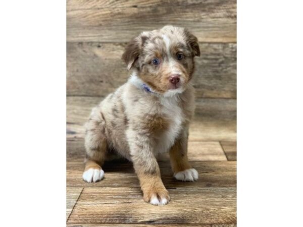 Australian Shepherd DOG Male Red Merle 14132 Petland Chillicothe, Ohio