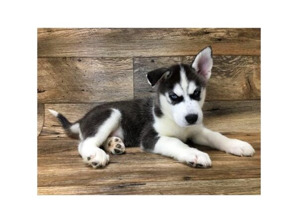 Siberian Husky DOG Male Black / White 14138 Petland Chillicothe, Ohio