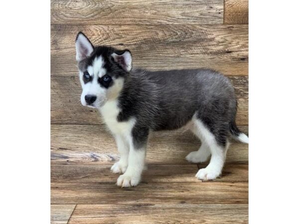 Siberian Husky DOG Male Black / White 14139 Petland Chillicothe, Ohio