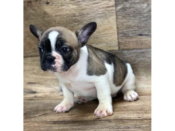 French Bulldog DOG Female Fawn Sable 14134 Petland Chillicothe, Ohio