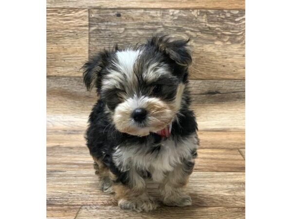 Morkie DOG Male Black / Tan 14141 Petland Chillicothe, Ohio