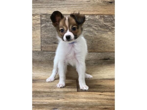 Papillon DOG Male Sable / White 14135 Petland Chillicothe, Ohio