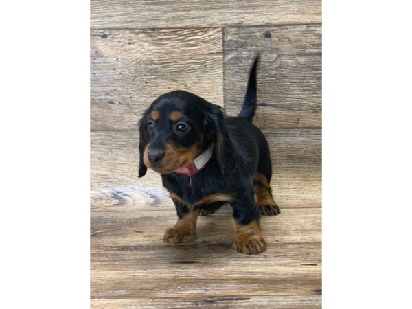 Dachshund DOG Female Black / Tan 14133 Petland Chillicothe, Ohio