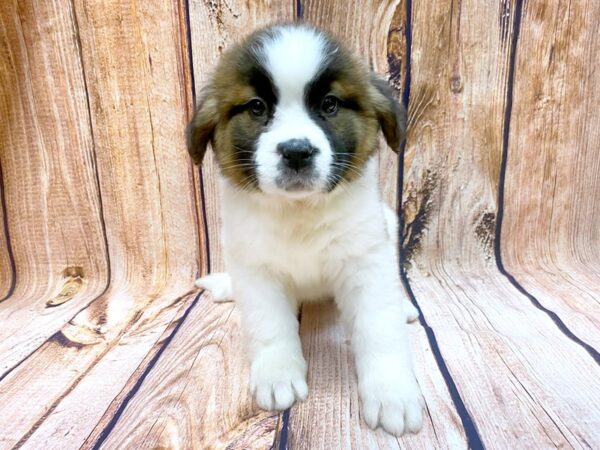 Saint Bernard DOG Female Sable & White 14123 Petland Chillicothe, Ohio