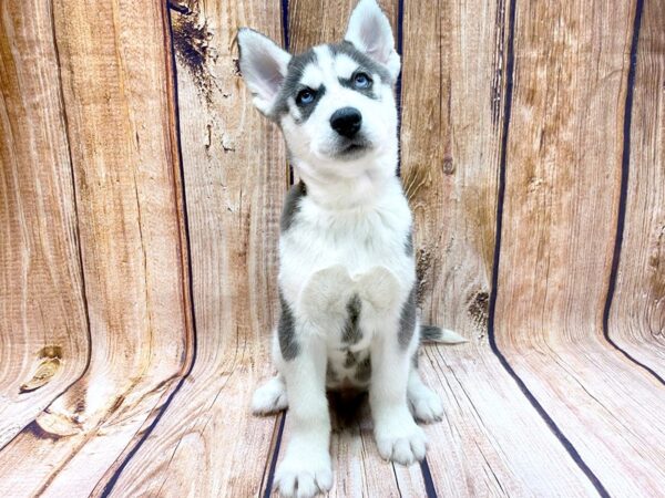 Siberian Husky DOG Male Black & White 14125 Petland Chillicothe, Ohio