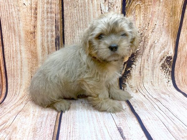 Shorkie DOG Male Tan 14129 Petland Chillicothe, Ohio