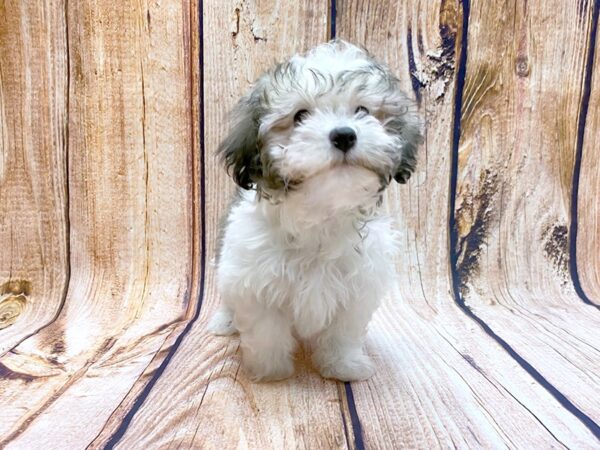 Havanese DOG Male BROWN WHITE 14128 Petland Chillicothe, Ohio