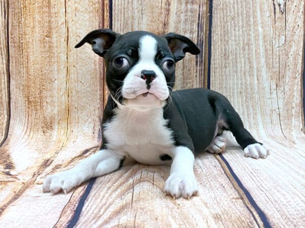 Boston Terrier DOG Male Black & White 14127 Petland Chillicothe, Ohio