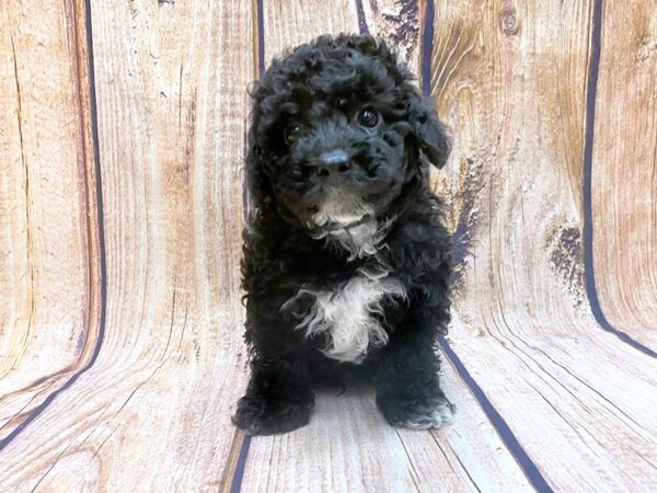 Poochon DOG Male Black 14126 Petland Chillicothe, Ohio