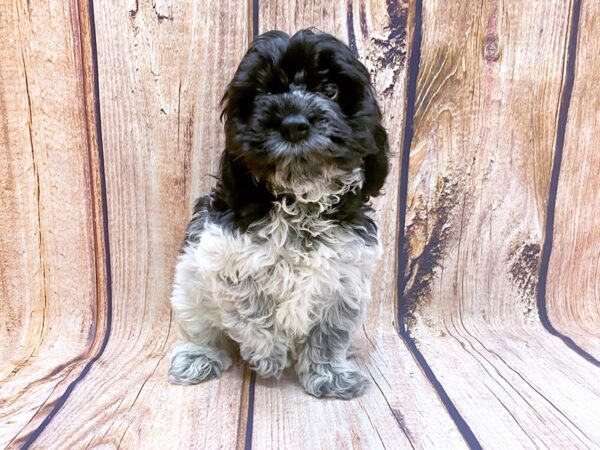 Cocker Spaniel/Bichon Frise-DOG-Male-Black / White-14142-Petland Chillicothe, Ohio