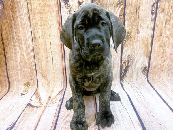 English Mastiff DOG Female Brindle 14140 Petland Chillicothe, Ohio