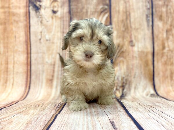 Schweenie-DOG-Male-Chocolate and cream-14155-Petland Chillicothe, Ohio