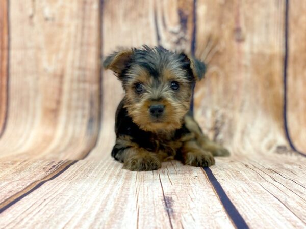 Yorkshire Terrier DOG Female BLK TAN 14153 Petland Chillicothe, Ohio