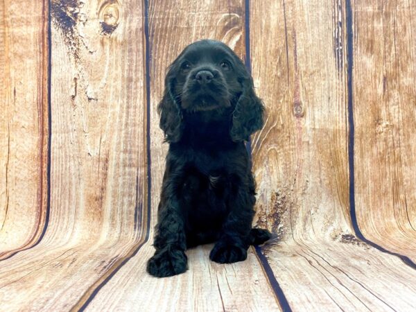 Cocker Spaniel DOG Female BLK 14152 Petland Chillicothe, Ohio