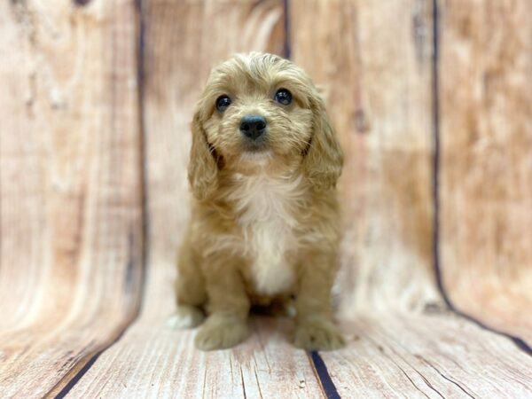 Cava Poo DOG Female RED 14148 Petland Chillicothe, Ohio