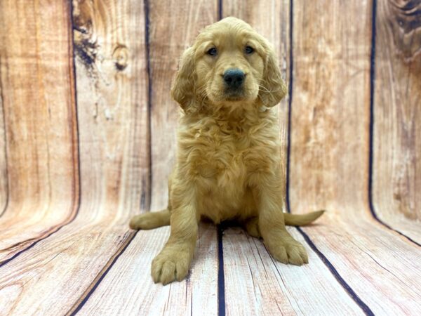 Golden Retriever DOG Female Golden 14145 Petland Chillicothe, Ohio