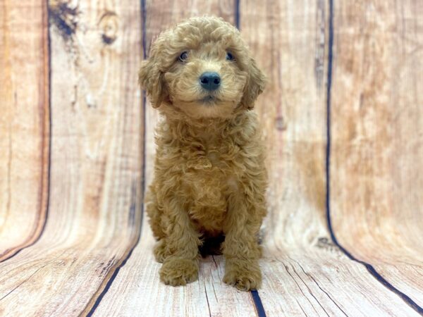 F2 MINI GOLDENDOODLE DOG Male Red 14144 Petland Chillicothe, Ohio