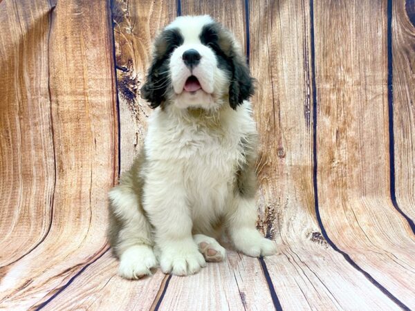 Saint Bernard DOG Male Sable & White 14143 Petland Chillicothe, Ohio