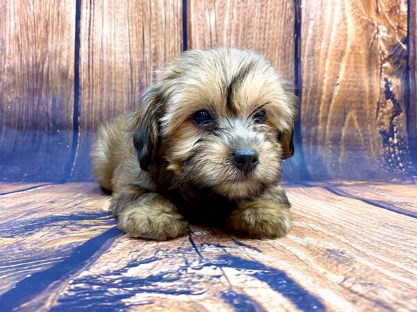 Shorkie-DOG-Female-Brown White-14172-Petland Chillicothe, Ohio