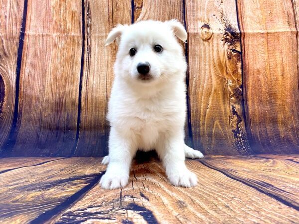 Pomsky DOG Female White 14169 Petland Chillicothe, Ohio
