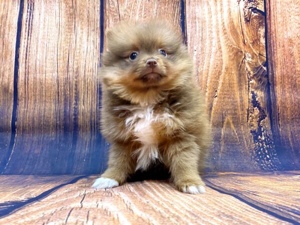 Pomeranian DOG Male SABLE WHITE 14167 Petland Chillicothe, Ohio