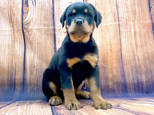 Rottweiler DOG Male Black and Tan 14165 Petland Chillicothe, Ohio