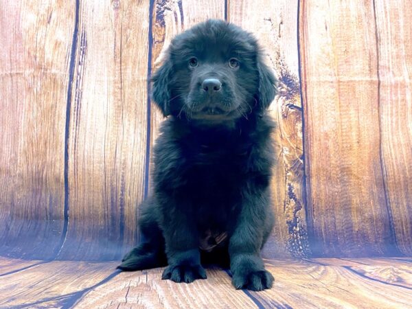 Newfoundland-DOG-Male-Black-14163-Petland Chillicothe, Ohio