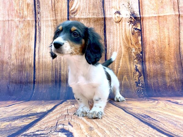 Dachshund DOG Male Black, Tan, Piebald 14161 Petland Chillicothe, Ohio