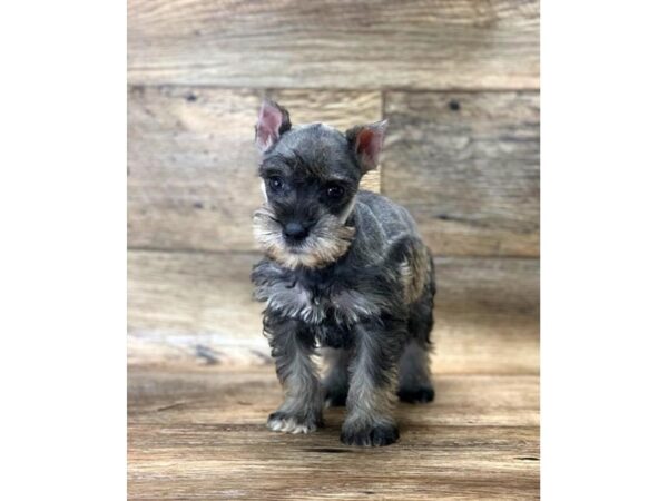 Miniature Schnauzer DOG Female Salt / Pepper 14195 Petland Chillicothe, Ohio