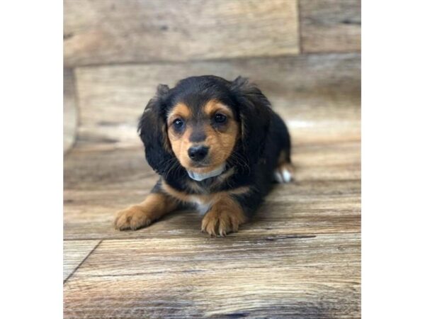 Dachshund DOG Female Black / Tan 14193 Petland Chillicothe, Ohio