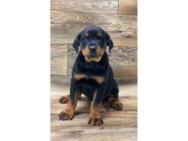 Rottweiler DOG Female Black / Mahogany 14198 Petland Chillicothe, Ohio