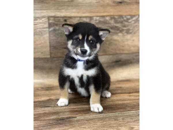 Shiba Inu DOG Male Black / Tan 14199 Petland Chillicothe, Ohio