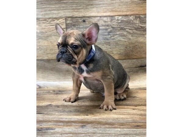 French Bulldog DOG Male Fawn Sable 14194 Petland Chillicothe, Ohio