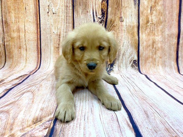 Golden Retriever DOG Male Golden 14202 Petland Chillicothe, Ohio