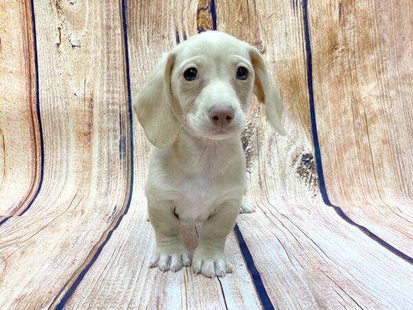 Dachshund DOG Male cream 14201 Petland Chillicothe, Ohio