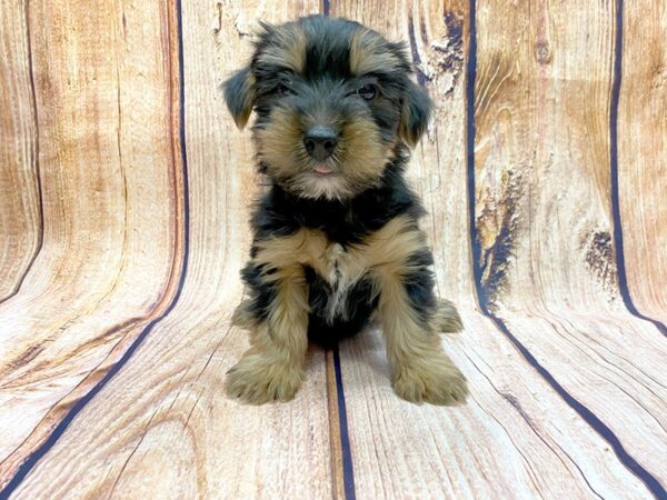 Yorkshire Terrier DOG Male BLACK TAN 14187 Petland Chillicothe, Ohio