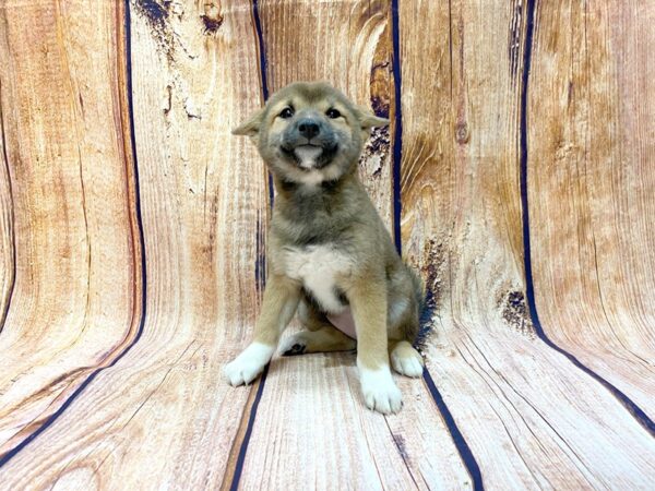 Shiba Inu DOG Female Red 14186 Petland Chillicothe, Ohio