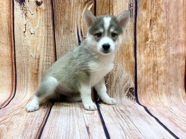 Huskimo-DOG-Male-Silver/White-14185-Petland Chillicothe, Ohio